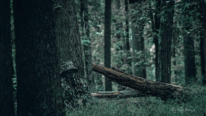 Realtree & Mossy Oak 3D Leafy Camo Face Mask Bucket Hat for Men Deer Duck and Turkey Hunting (Fully Adjustable OSFM)